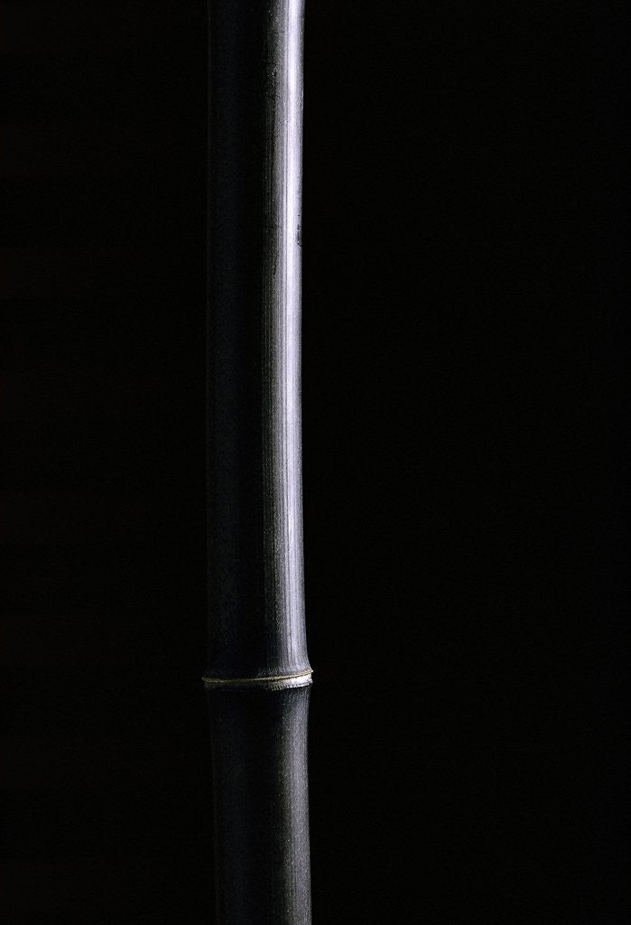 Detail of Phyllostachys nigra (black bamboo) by Anonymous