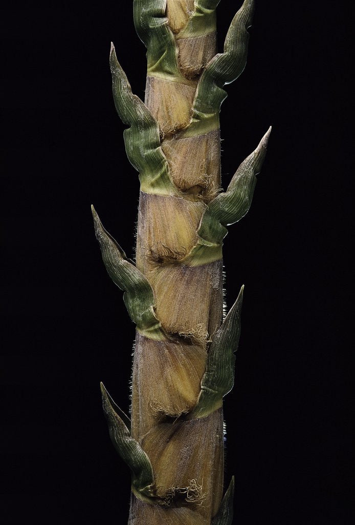 Detail of Phyllostachys nigra 'Boryana' (panther bamboo) - shoot by Anonymous