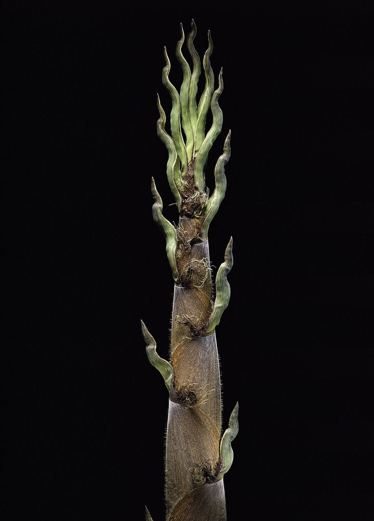 Detail of Phyllostachys nigra 'Boryana' (panther bamboo) - shoot by Anonymous