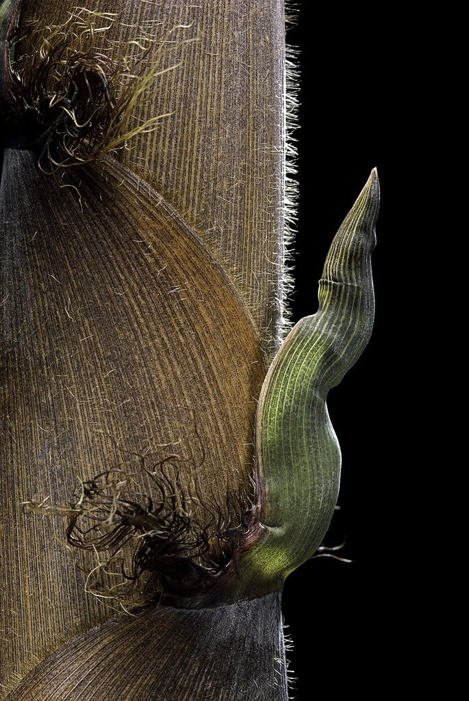 Detail of Phyllostachys nigra 'Boryana' (panther bamboo) - detail of culm sheath by Corbis