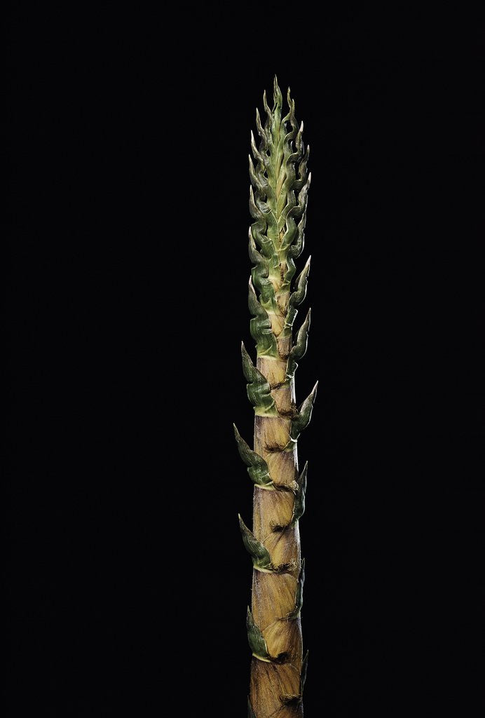Detail of Phyllostachys nigra 'Boryana' (panther bamboo) - shoot by Anonymous
