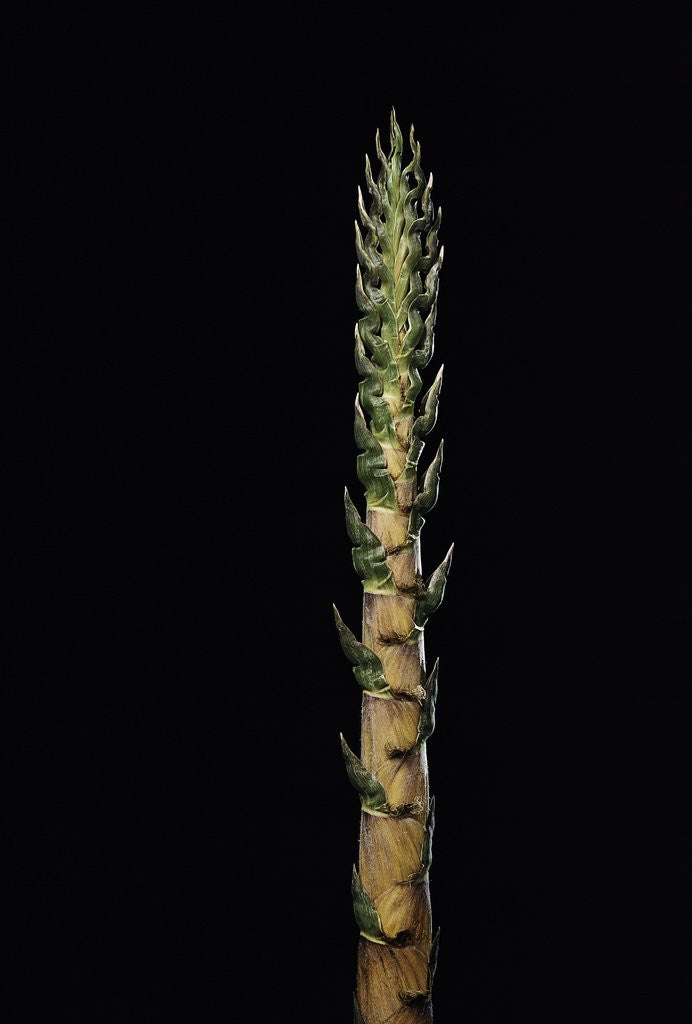 Detail of Phyllostachys nigra 'Boryana' (panther bamboo) - shoot by Corbis