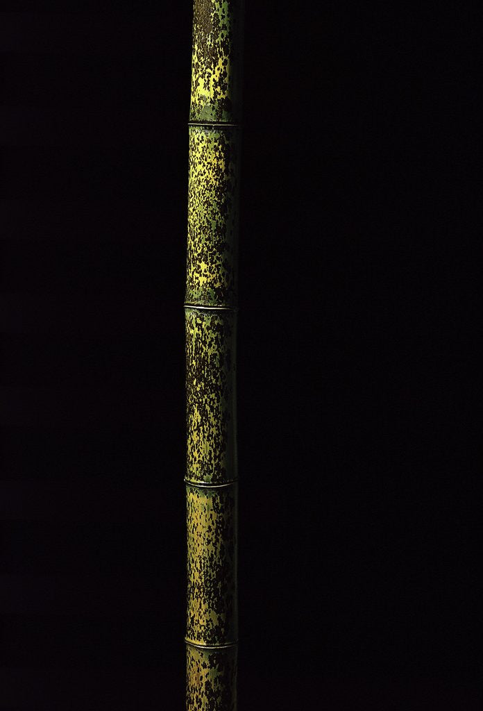 Detail of Phyllostachys nigra 'Boryana' (panther bamboo) by Anonymous