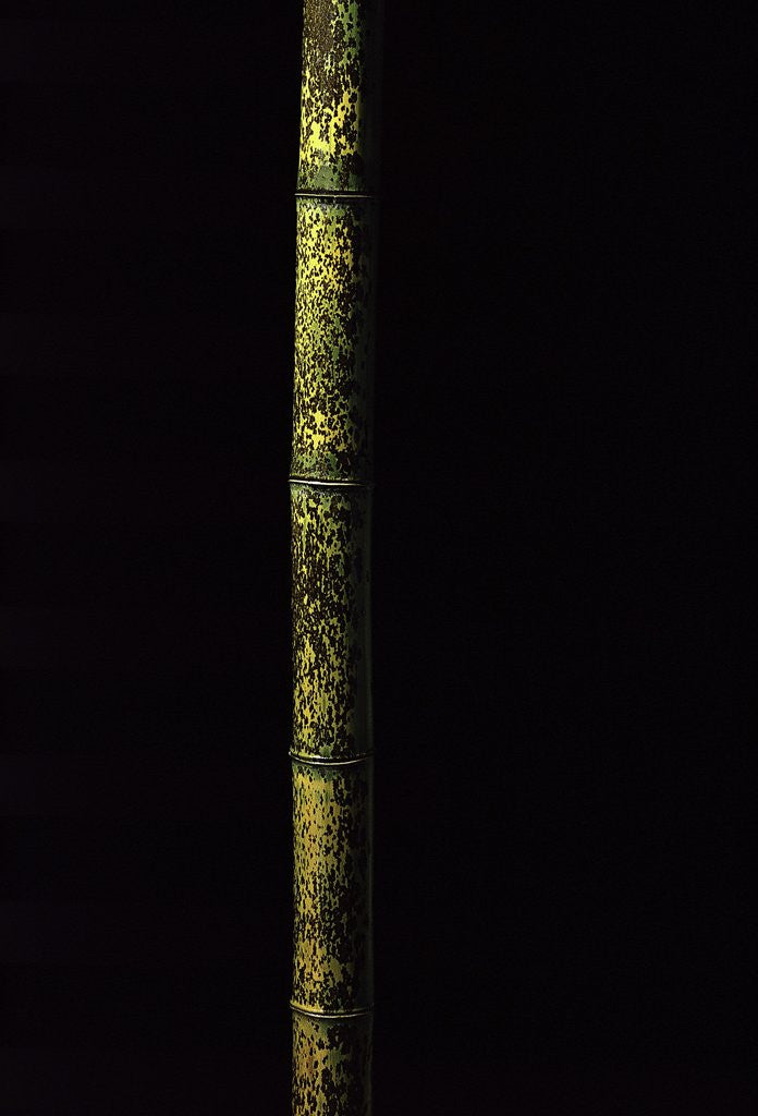 Detail of Phyllostachys nigra 'Boryana' (panther bamboo) by Corbis