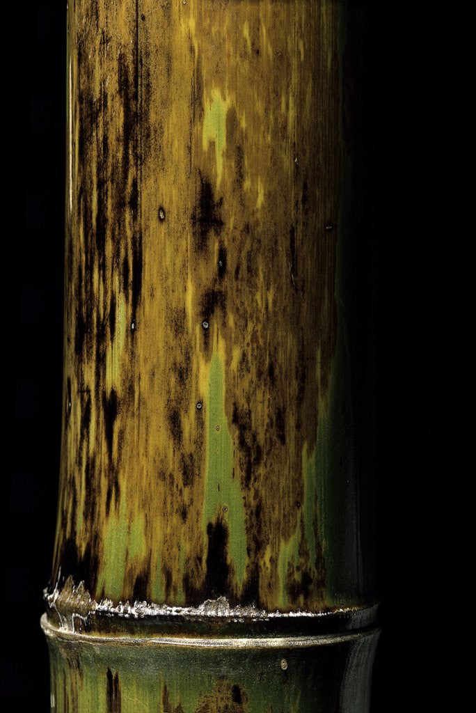 Detail of Phyllostachys nigra 'Boryana' (panther bamboo) by Anonymous