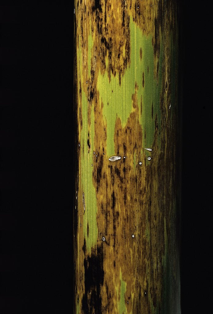 Detail of Phyllostachys nigra 'Boryana' (panther bamboo) by Anonymous