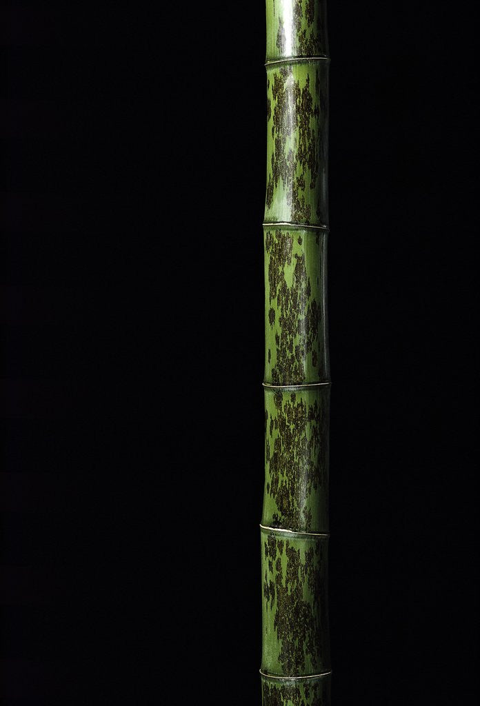 Detail of Phyllostachys nigra 'Boryana' (panther bamboo) by Anonymous