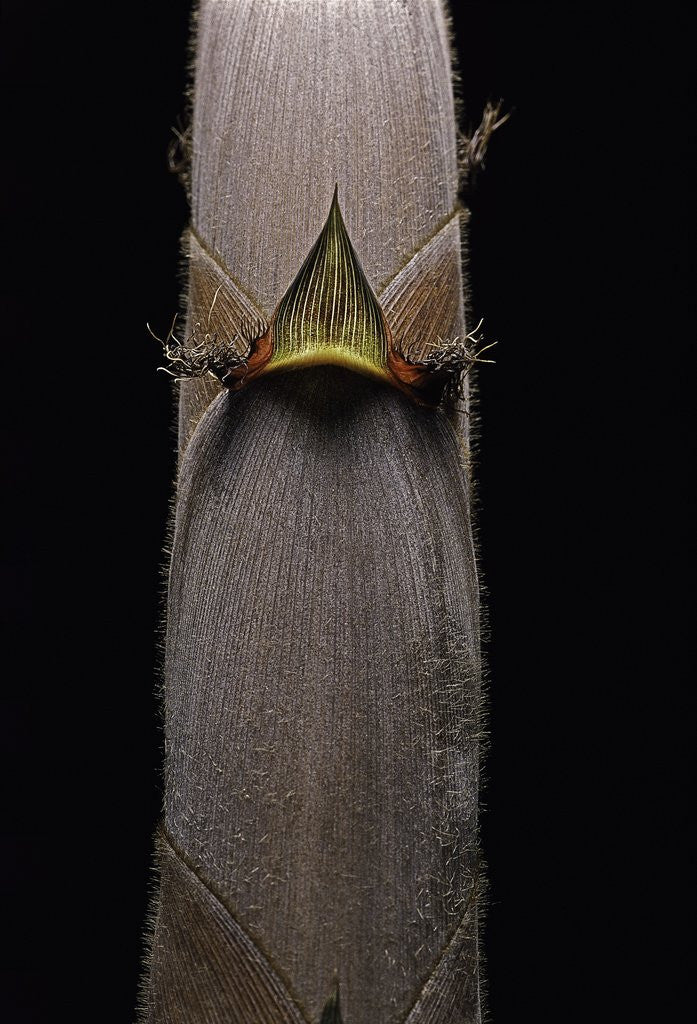 Detail of Phyllostachys nigra var. henonis (Henon bamboo) - shoot by Anonymous