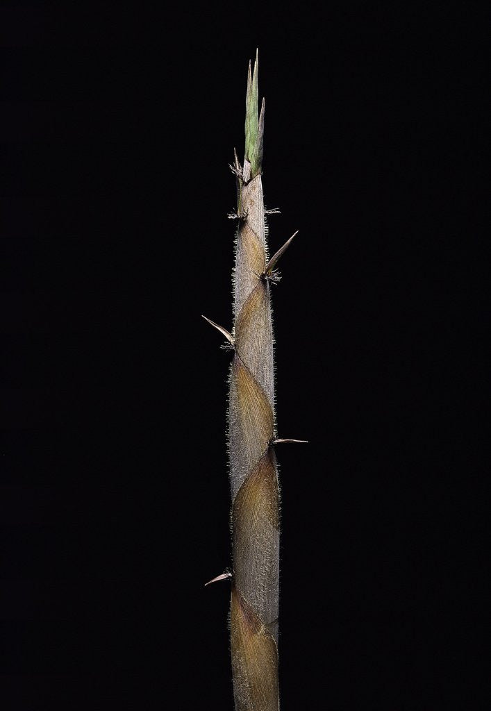 Detail of Phyllostachys nigra var. henonis (Henon bamboo) - shoot by Anonymous