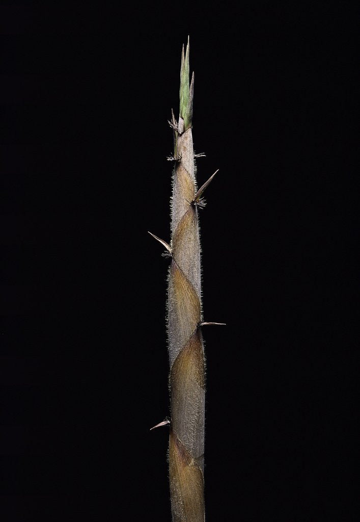 Detail of Phyllostachys nigra var. henonis (Henon bamboo) - shoot by Corbis