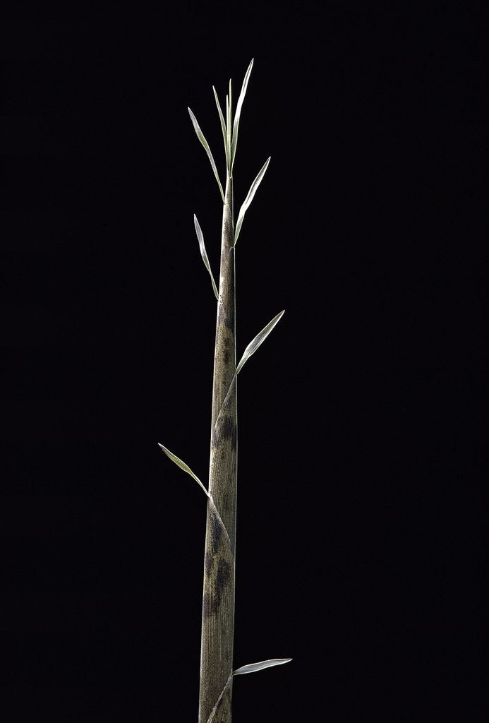 Detail of Phyllostachys nuda (nuda bamboo) - shoot by Anonymous