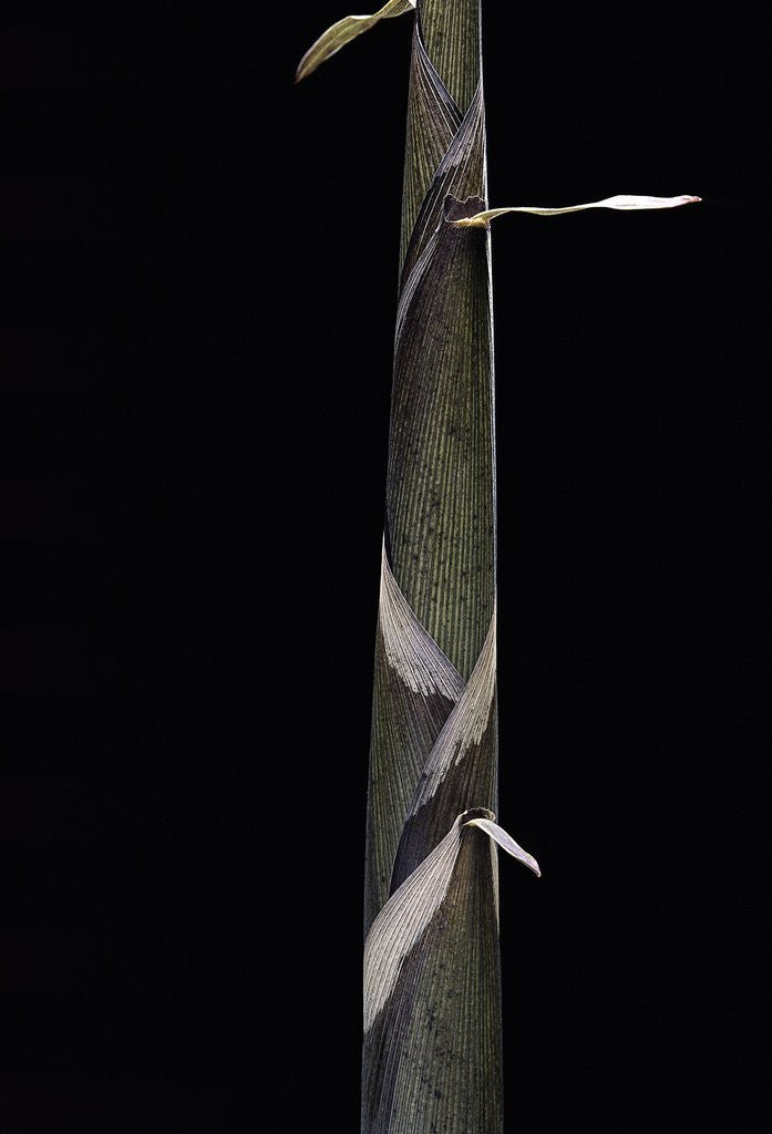 Detail of Phyllostachys propinqua (bambou) - pousse by Anonymous