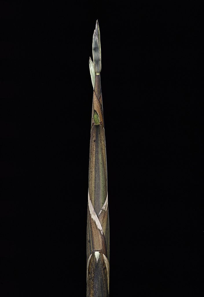 Detail of Phyllostachys propinqua (sand bamboo) - shoot by Anonymous