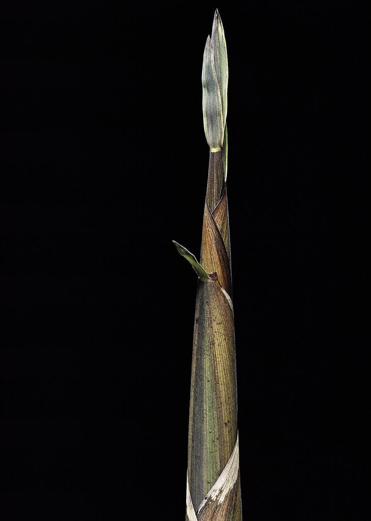 Detail of Phyllostachys propinqua (sand bamboo) - shoot by Anonymous