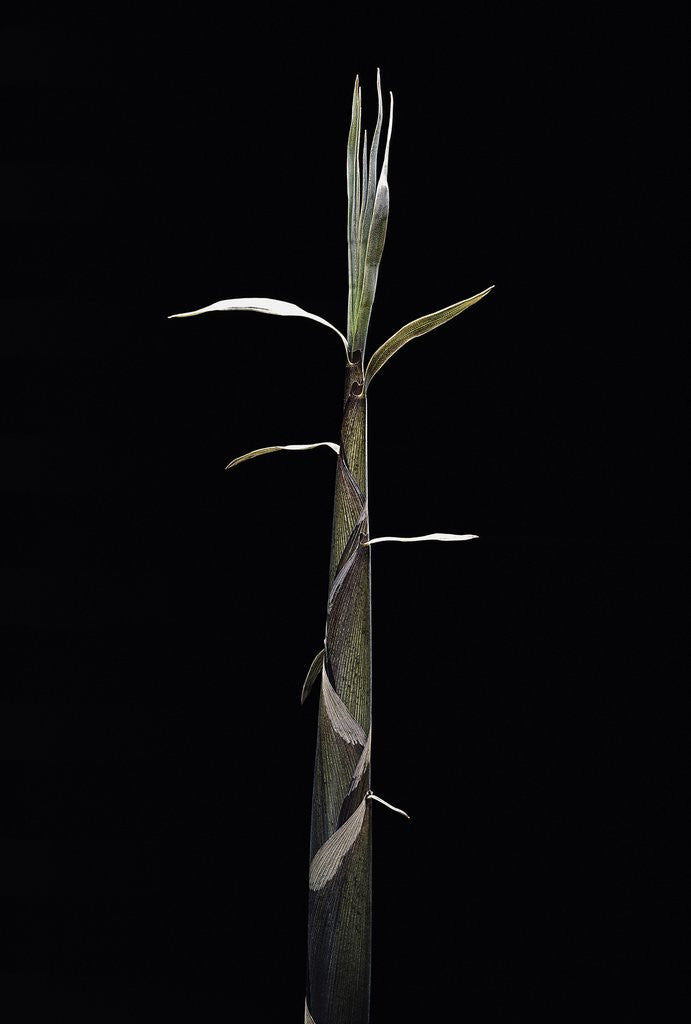 Detail of Phyllostachys propinqua (sand bamboo) - shoot by Anonymous