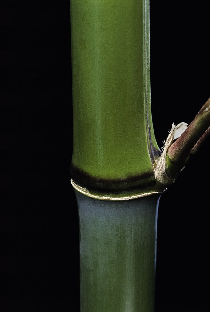 Detail of Phyllostachys propinqua (sand bamboo) by Anonymous
