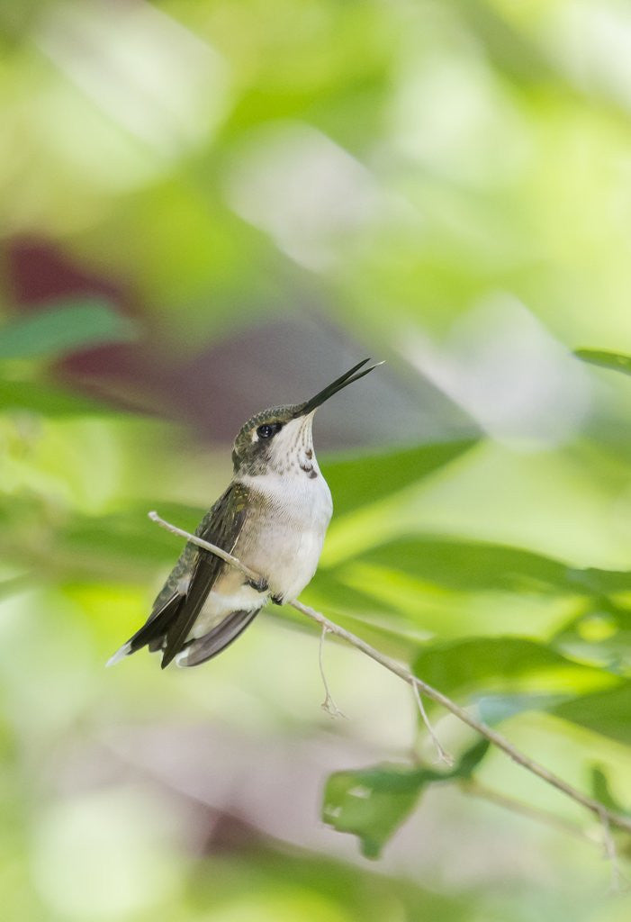 Ruby-throated Hummingbird by Corbis