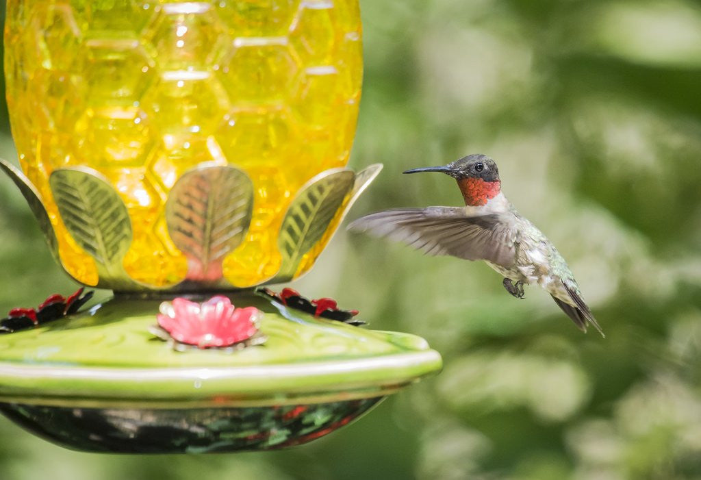 Detail of Ruby-throated Hummingbird by Anonymous