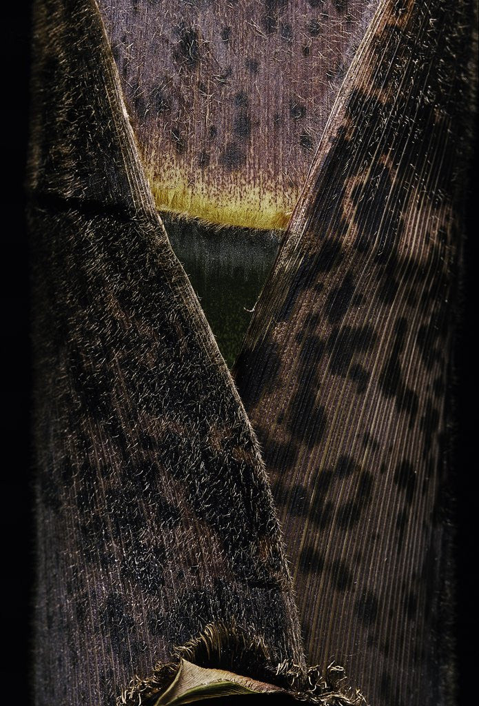 Detail of Phyllostachys pubescens (Moso bamboo) - young culm by Anonymous