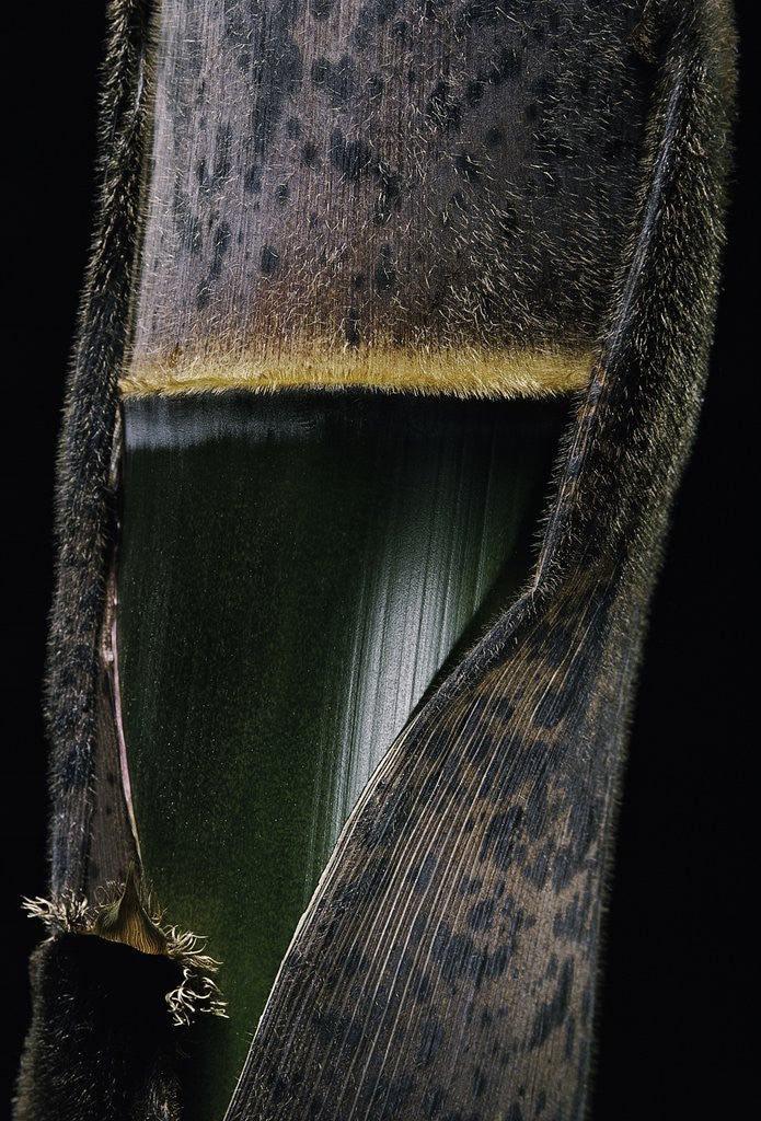 Detail of Phyllostachys pubescens (Moso bamboo) - young culm by Anonymous