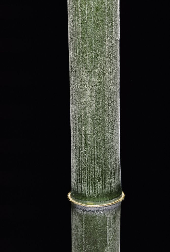 Detail of Phyllostachys pubescens (Moso bamboo) by Anonymous