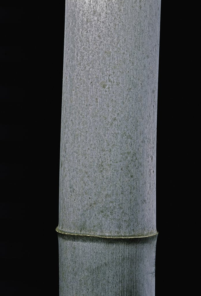 Detail of Phyllostachys pubescens (Moso bamboo) by Anonymous