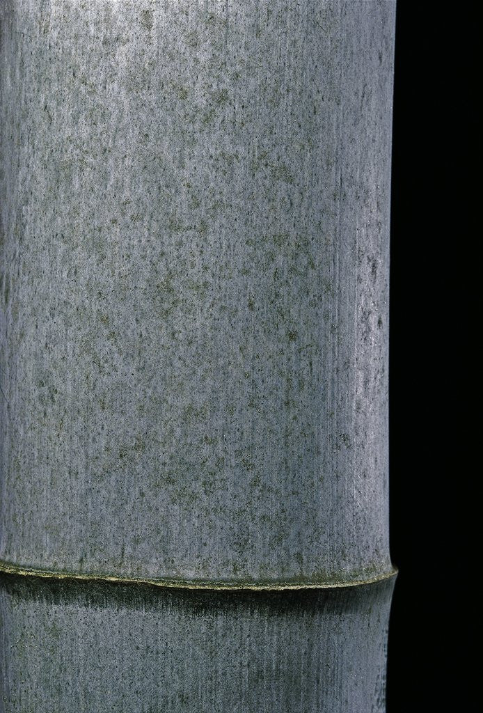 Detail of Phyllostachys pubescens (Moso bamboo) by Anonymous