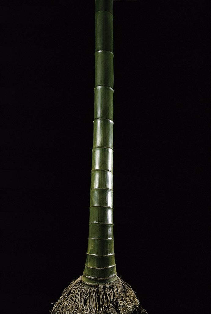 Detail of Phyllostachys pubescens (Moso bamboo) by Anonymous