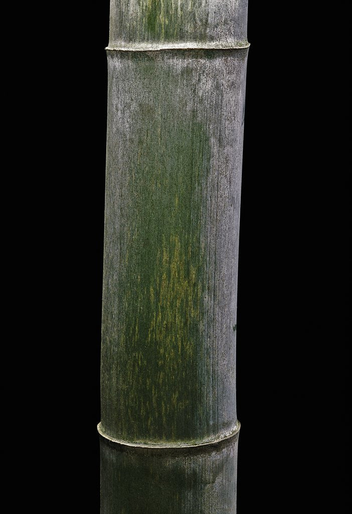 Detail of Phyllostachys pubescens (Moso bamboo) by Anonymous