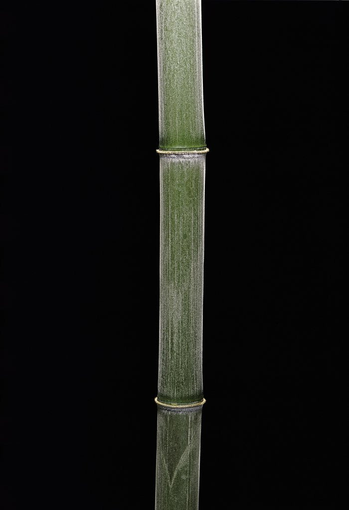 Detail of Phyllostachys pubescens (Moso bamboo) by Anonymous
