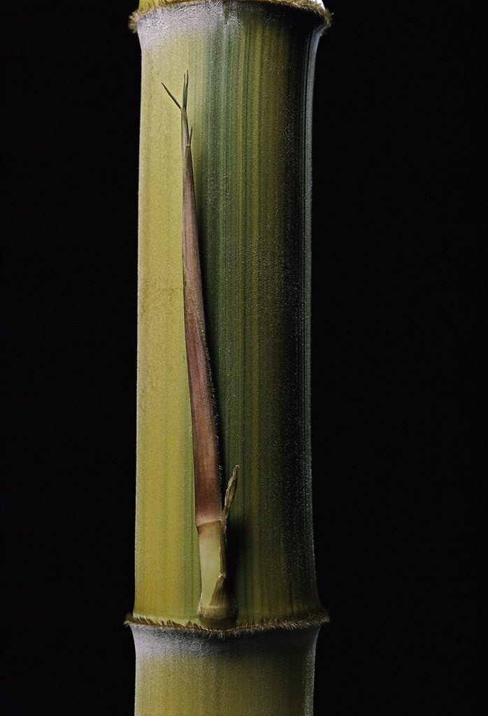 Detail of Phyllostachys pubescens 'Bicolor' (mosochiku bamboo) - joung culm by Anonymous