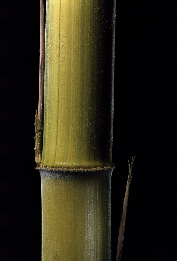 Detail of Phyllostachys pubescens 'Bicolor' (mosochiku bamboo) - joung culm by Anonymous