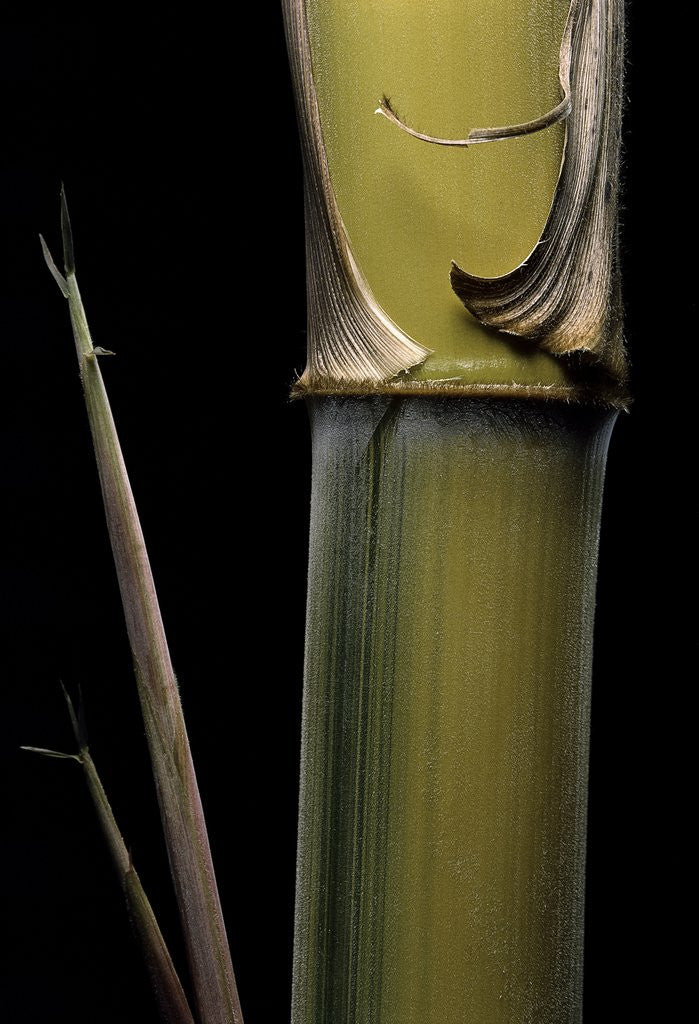 Detail of Phyllostachys pubescens 'Bicolor' (mosochiku bamboo) - joung culm by Anonymous