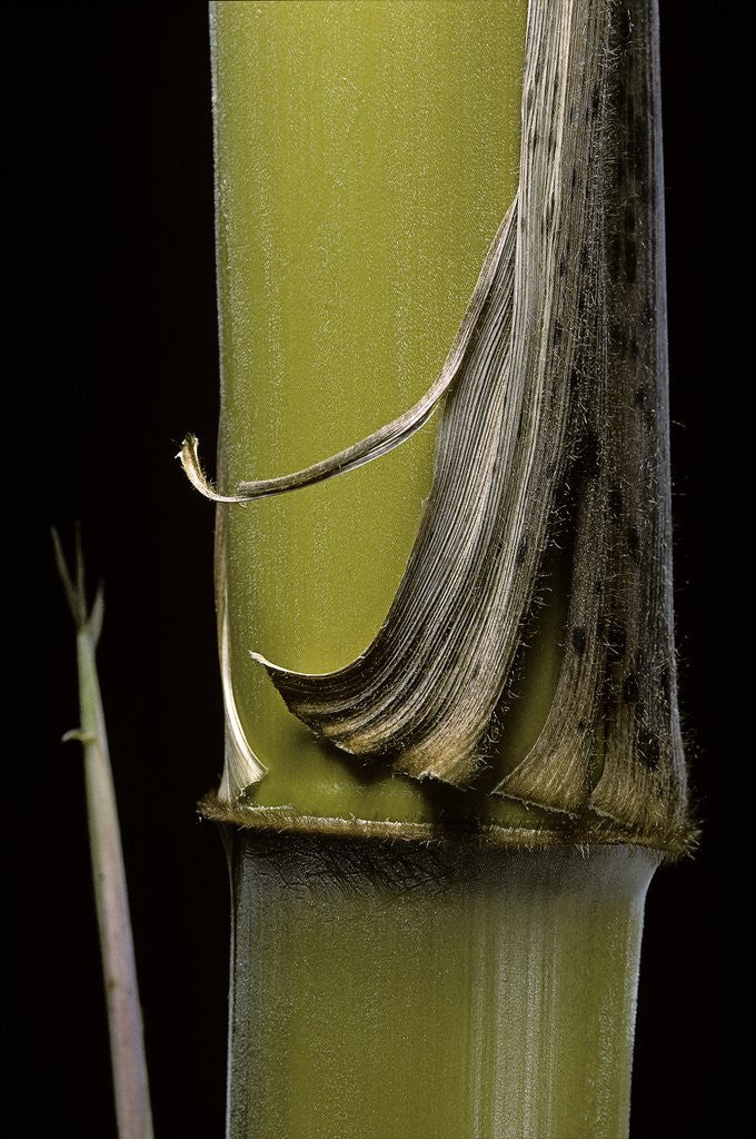 Detail of Phyllostachys pubescens 'Bicolor' (mosochiku bamboo) - joung culm by Anonymous