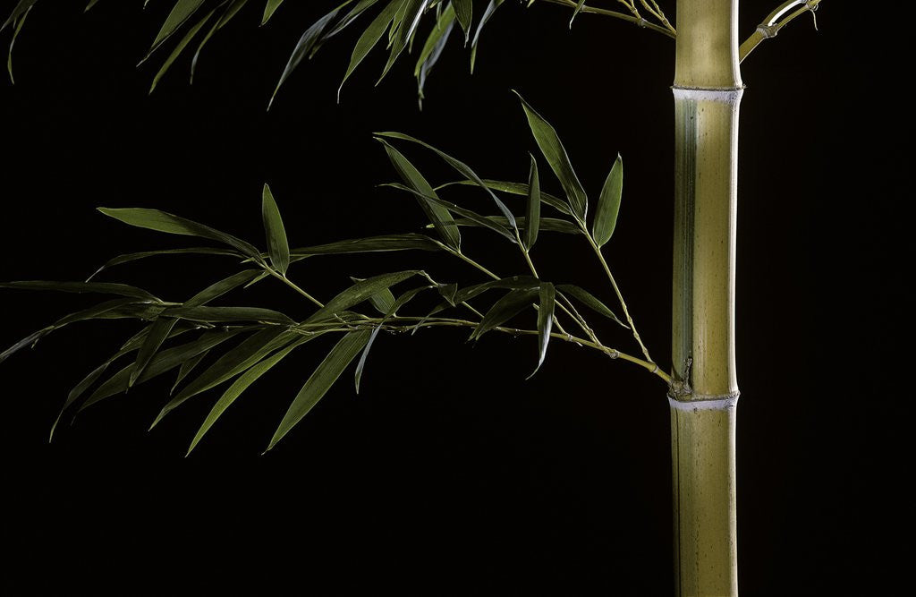 Detail of Phyllostachys pubescens 'Bicolor' (mosochiku bamboo) by Anonymous