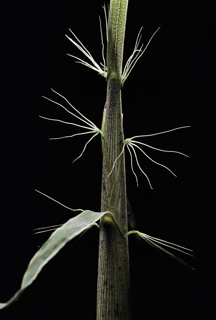 Detail of Phyllostachys sp. (bamboo) - shoot by Anonymous