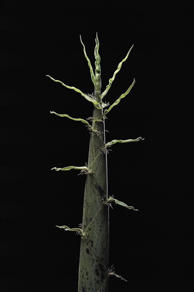 Detail of Phyllostachys viridiglaucescens (greenwax golden bamboo) - shoot by Anonymous