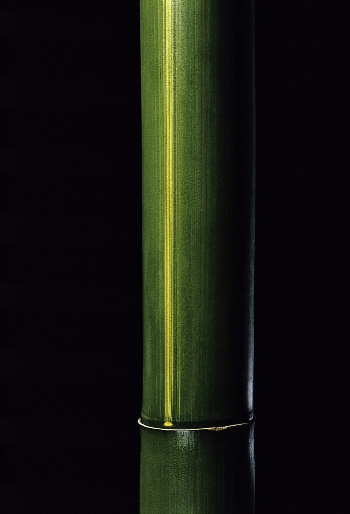 Detail of Phyllostachys viridis 'Houzeau' (Houzeau bamboo) by Anonymous