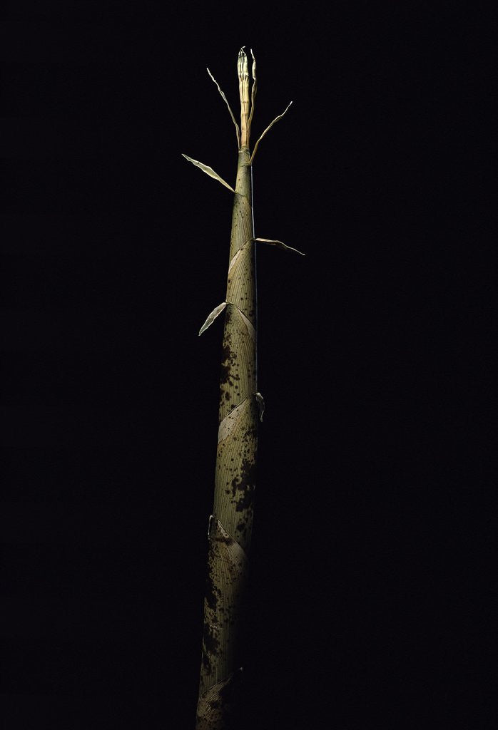 Detail of Phyllostachys viridis 'Mitis' (bamboo) - shoot by Corbis