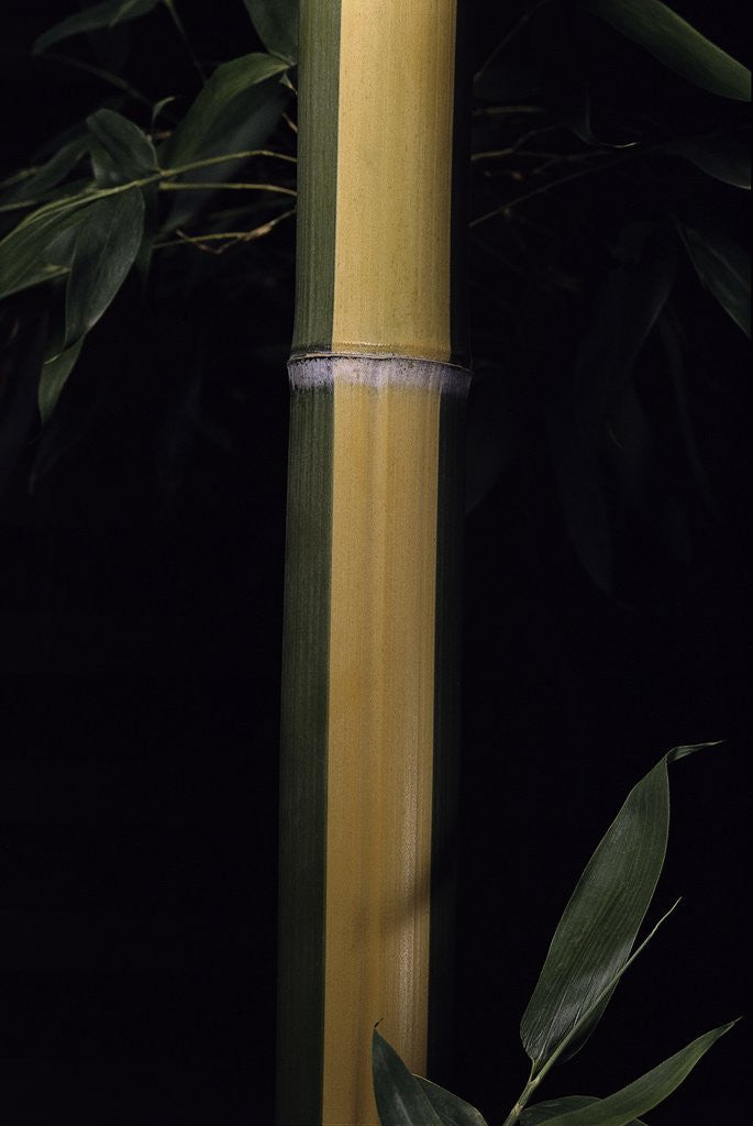 Detail of Phyllostachys viridis 'Sulfurea' (bamboo) by Anonymous