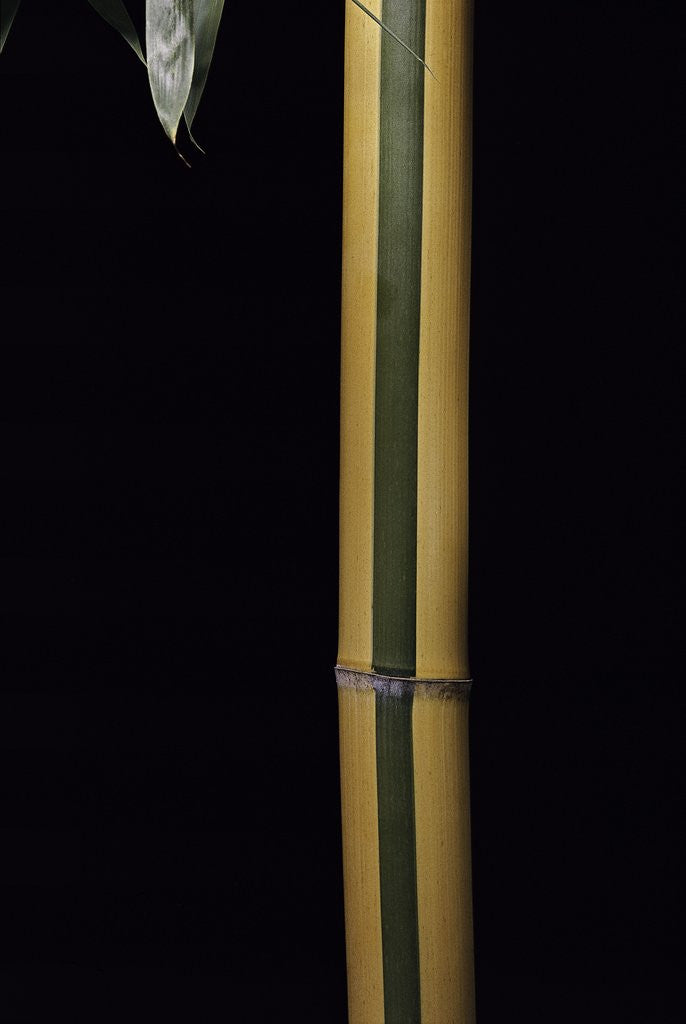 Detail of Phyllostachys viridis 'Sulfurea' (bamboo) by Corbis