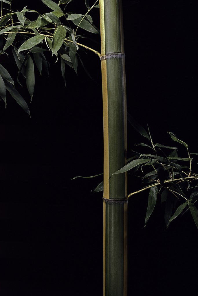 Detail of Phyllostachys viridis 'Sulfurea' (bamboo) by Anonymous