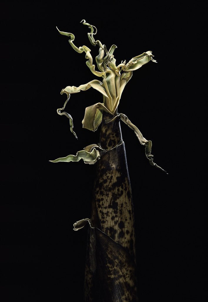 Detail of Phyllostachys vivax (running giant bamboo) - shoot by Anonymous