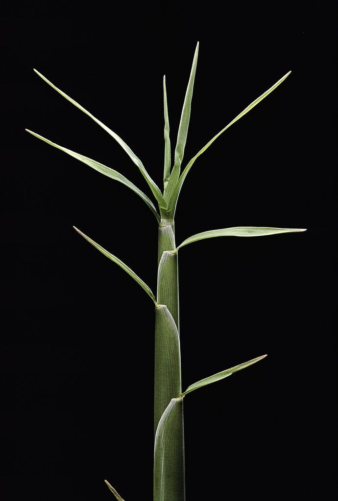 Detail of Pleioblastus chino (shino bamboo) - shoot by Anonymous