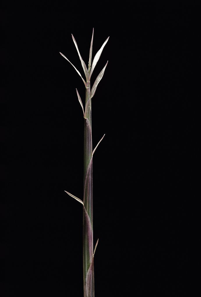 Detail of Pleioblastus chino f. legantissimus (bamboo) - shoot by Anonymous