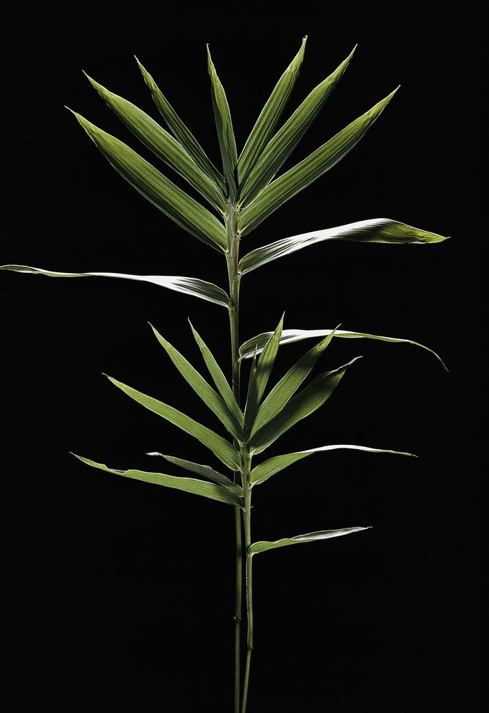 Detail of Pleioblastus distichus (dwarf fernleaf bamboo) by Anonymous