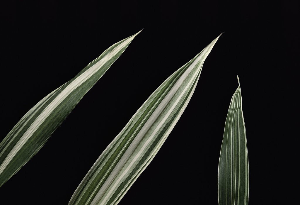 Detail of Pleioblastus fortunei 'Variegata' (dwarf white-stripe bamboo) - leaf by Anonymous