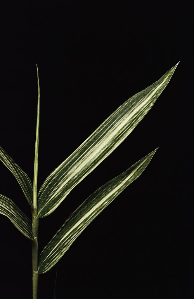 Detail of Pleioblastus shibuyanus 'Tsuboi' (tsuboi bamboo) - leaf by Anonymous