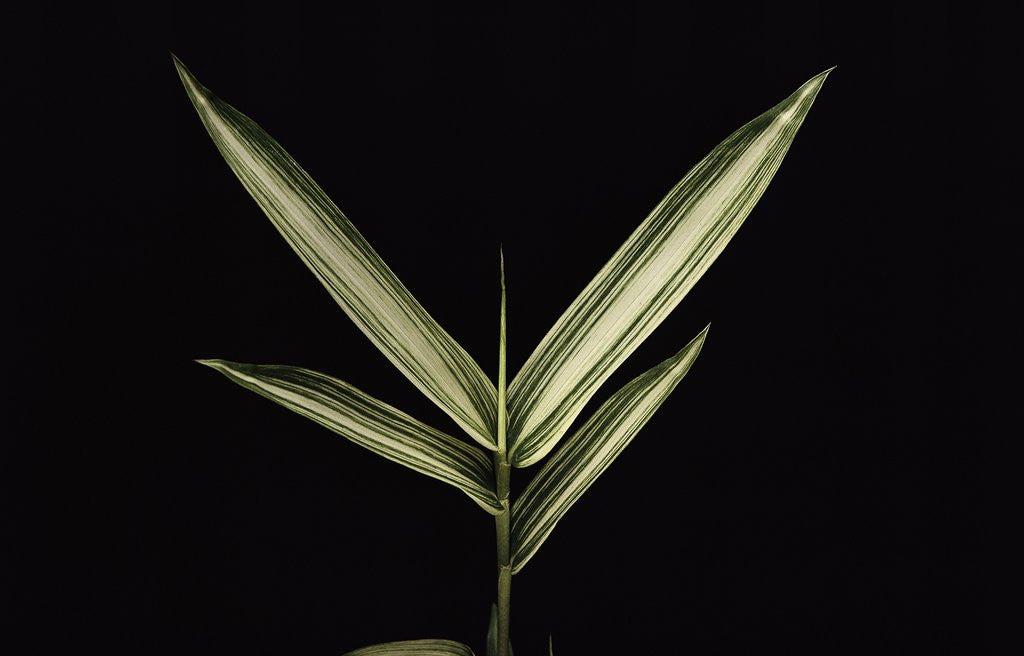 Detail of Pleioblastus shibuyanus 'Tsuboi' (tsuboi bamboo) - leaf by Anonymous