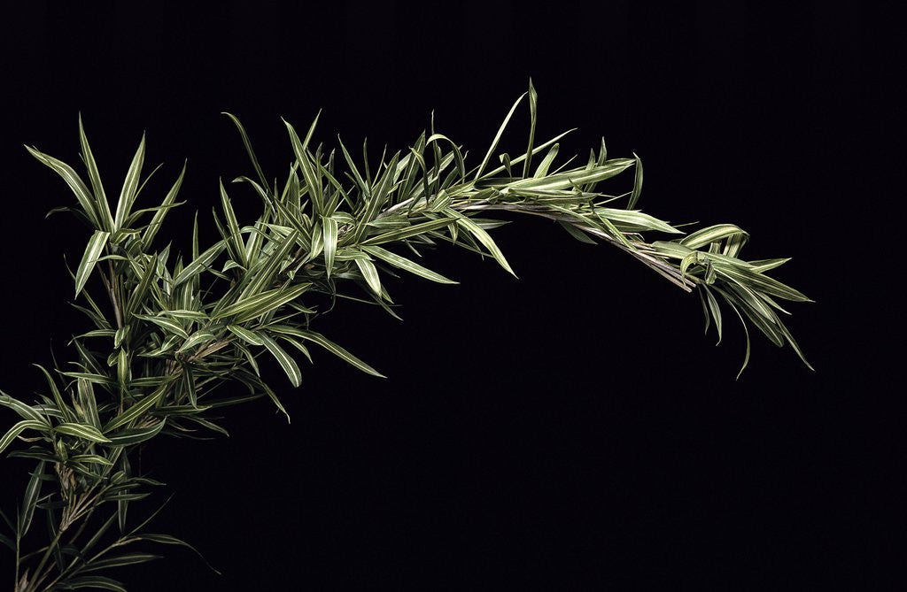 Detail of Pleioblastus shibuyanus 'Tsuboi' (tsuboi bamboo) by Anonymous